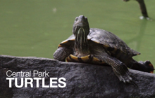 Turtle-Thumb